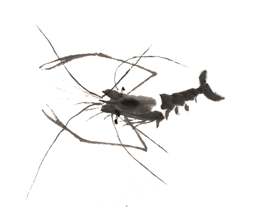 Animated shrimp drawing