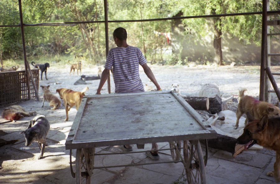 Animal farm volunteer life in Pune, India, photograph 1