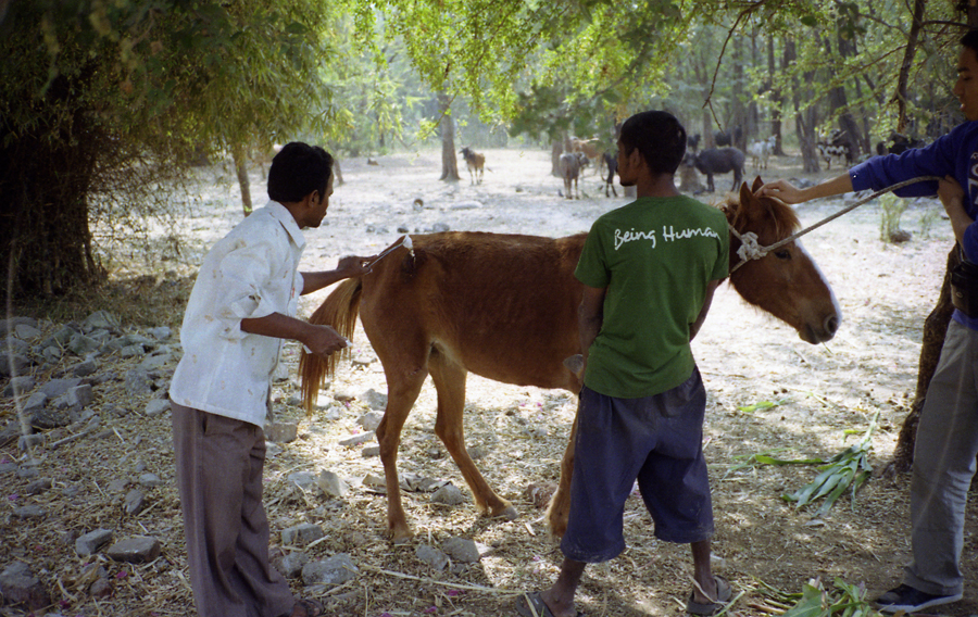 Animal farm volunteer life in Pune, India, photograph 10
