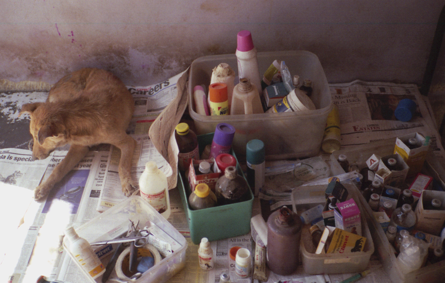 Animal farm volunteer life in Pune, India, photograph 13