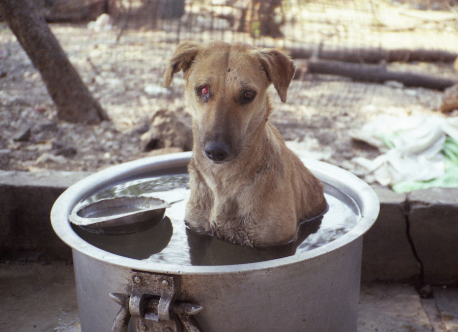 Animal farm volunteer life in Pune, India, photograph 14