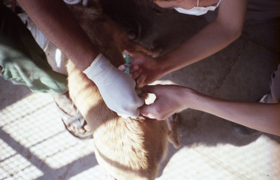 Animal farm volunteer life in Pune, India, photograph 15