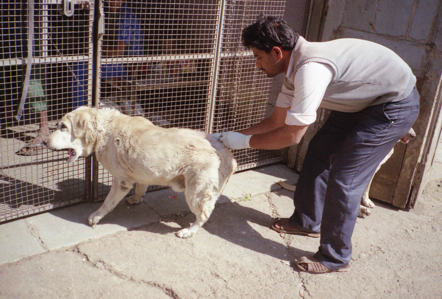 Animal farm volunteer life in Pune, India, photograph 16
