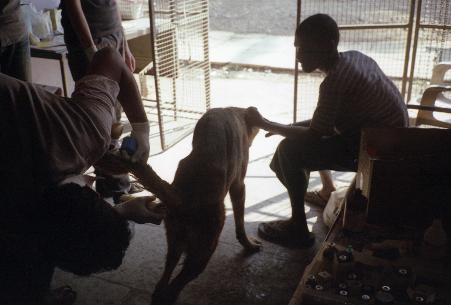 Animal farm volunteer life in Pune, India, photograph 17