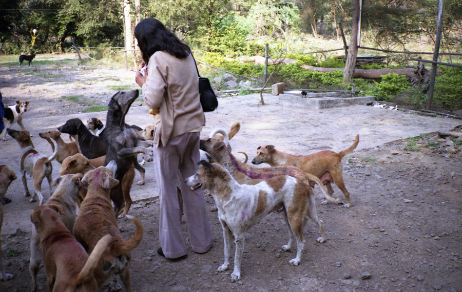 Animal farm volunteer life in Pune, India, photograph 19
