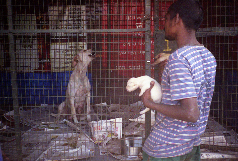 Animal farm volunteer life in Pune, India, photograph 2
