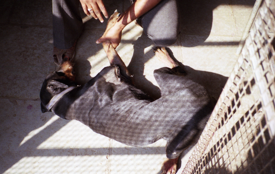 Animal farm volunteer life in Pune, India, photograph 20