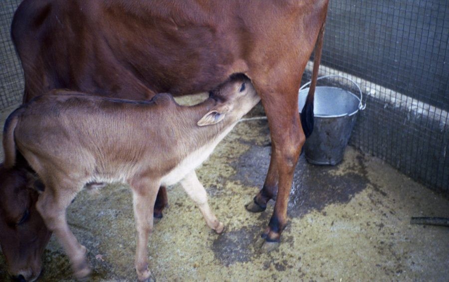 Animal farm volunteer life in Pune, India, photograph 4