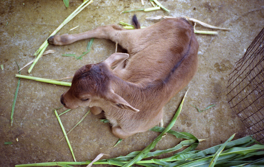 Animal farm volunteer life in Pune, India, photograph 8