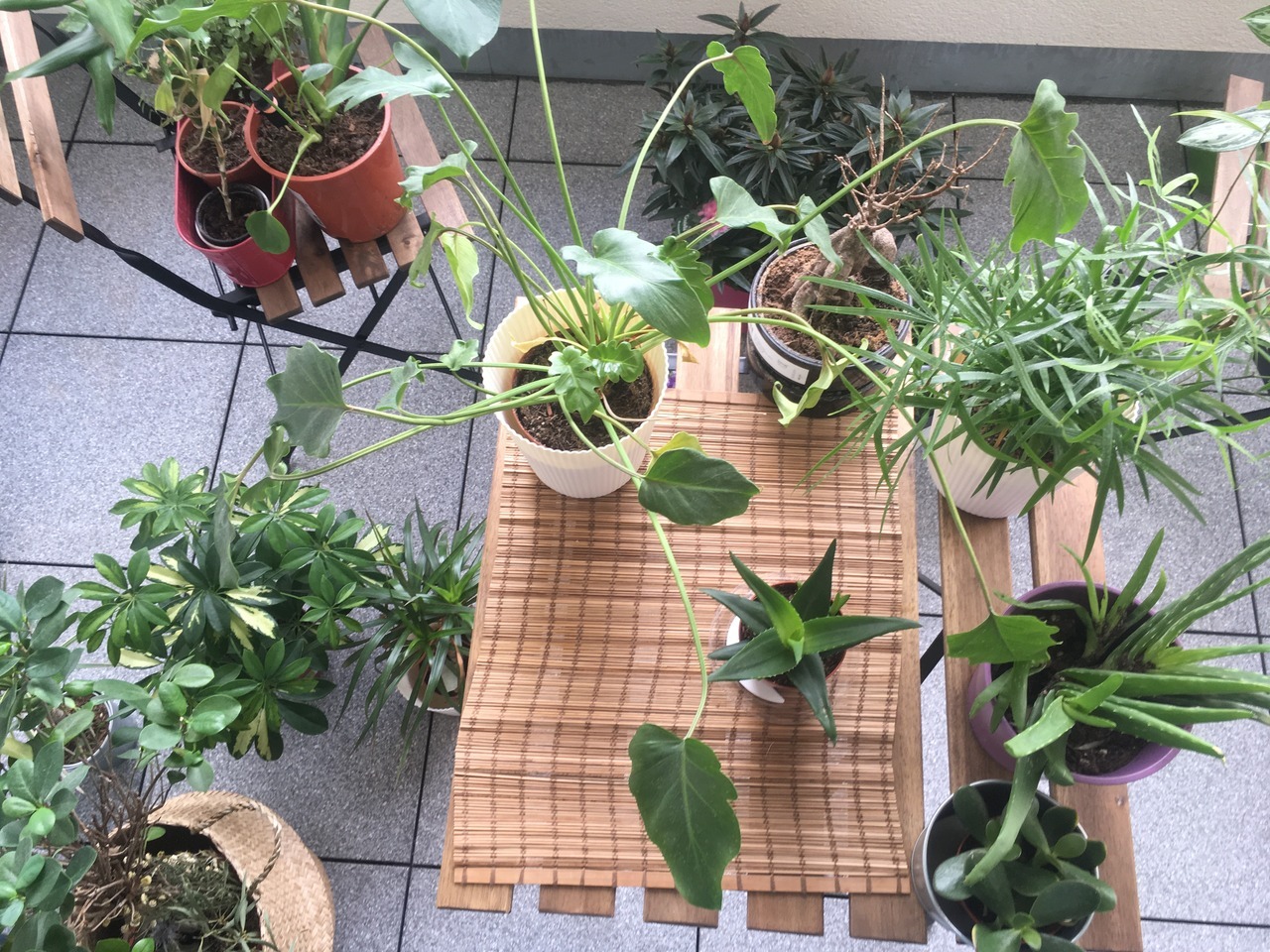 Balcony plants in early spring